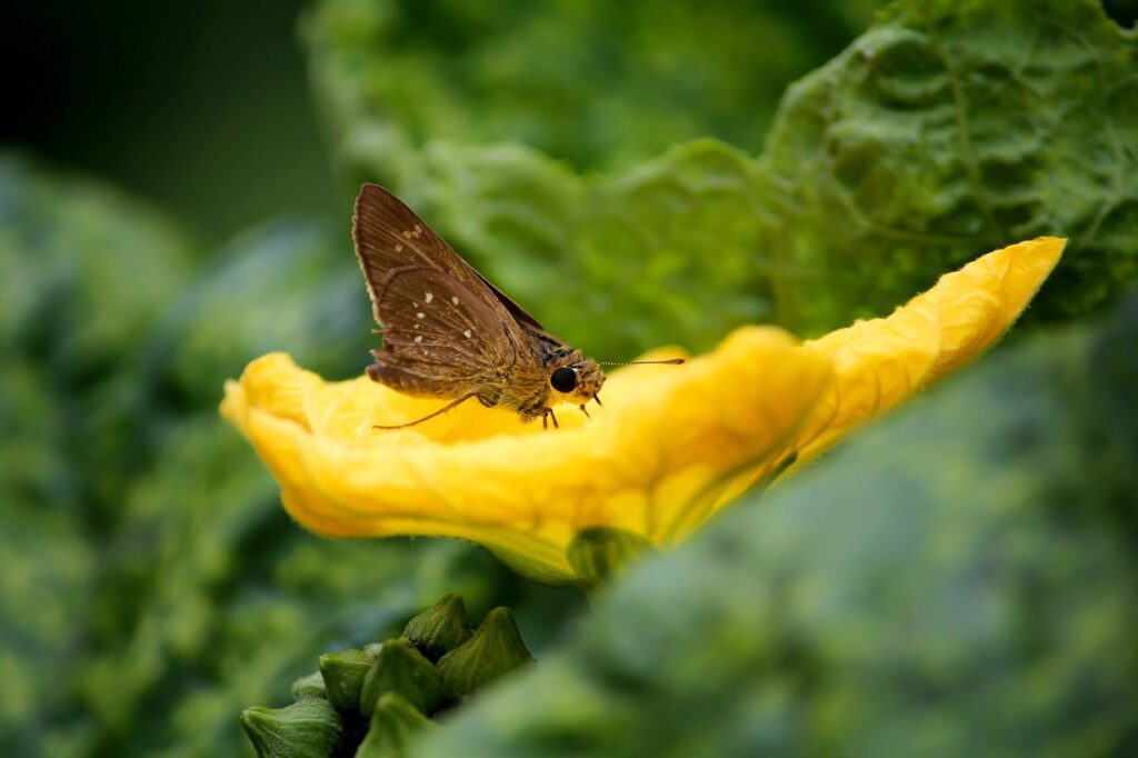 buterfly, flower wallpaper, beautiful flowers, flower, nature, leaf, flower background, green